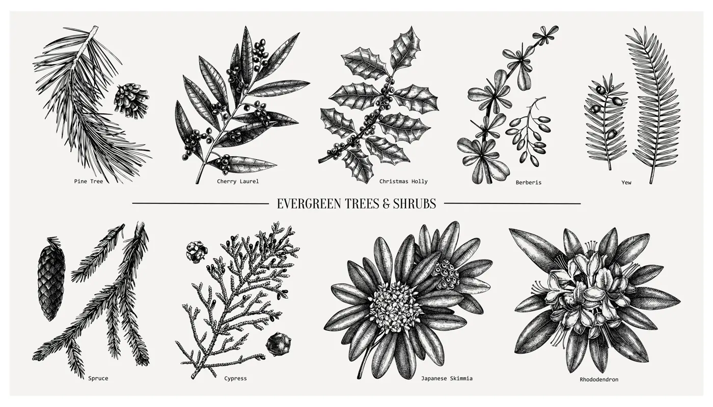 Evergreen and conifers plants collection. Vintage Christmas elements set. Vector botanical illustration with leaves, conifers, branches, flowers, cones. For winter decoration or greeting cards design. Illustration